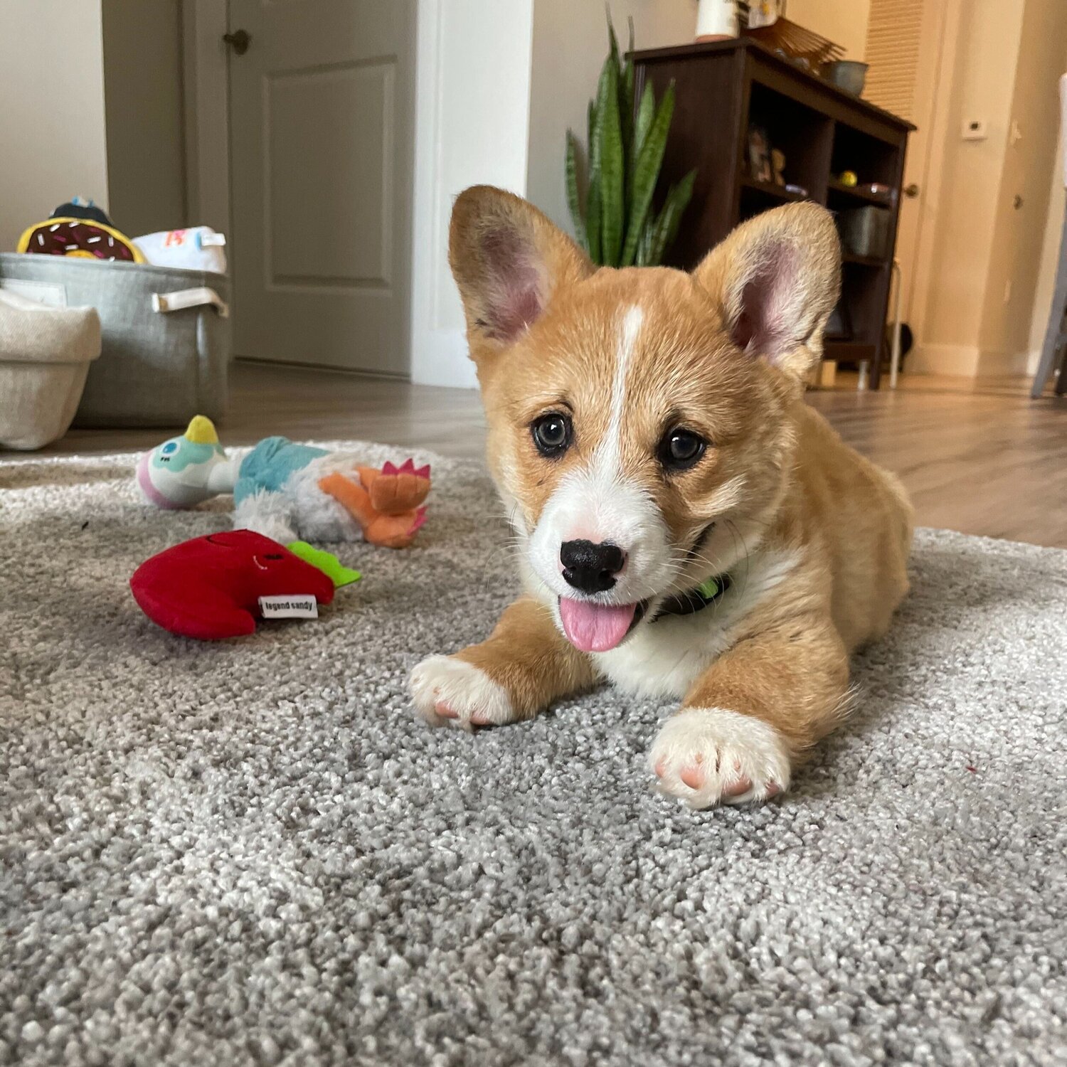 Corgi puppies near me