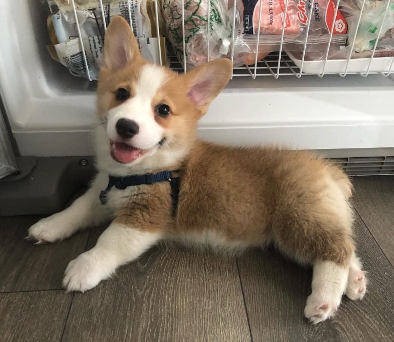 Corgi Breeders Florida