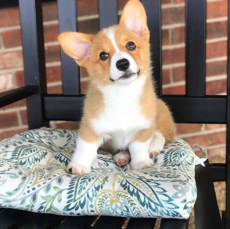 corgi puppies for sale in california