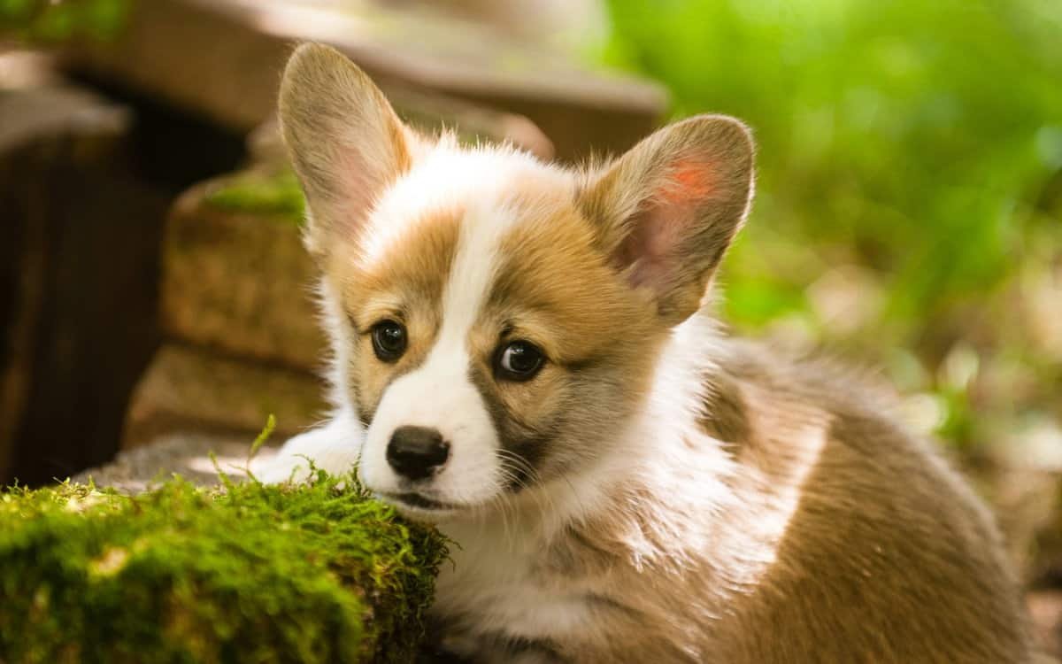 corgi breeders texas