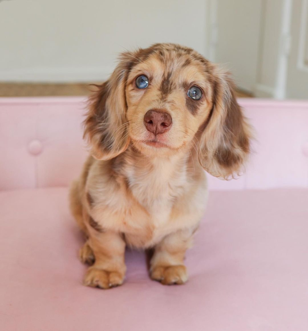 miniature dachshund for sale