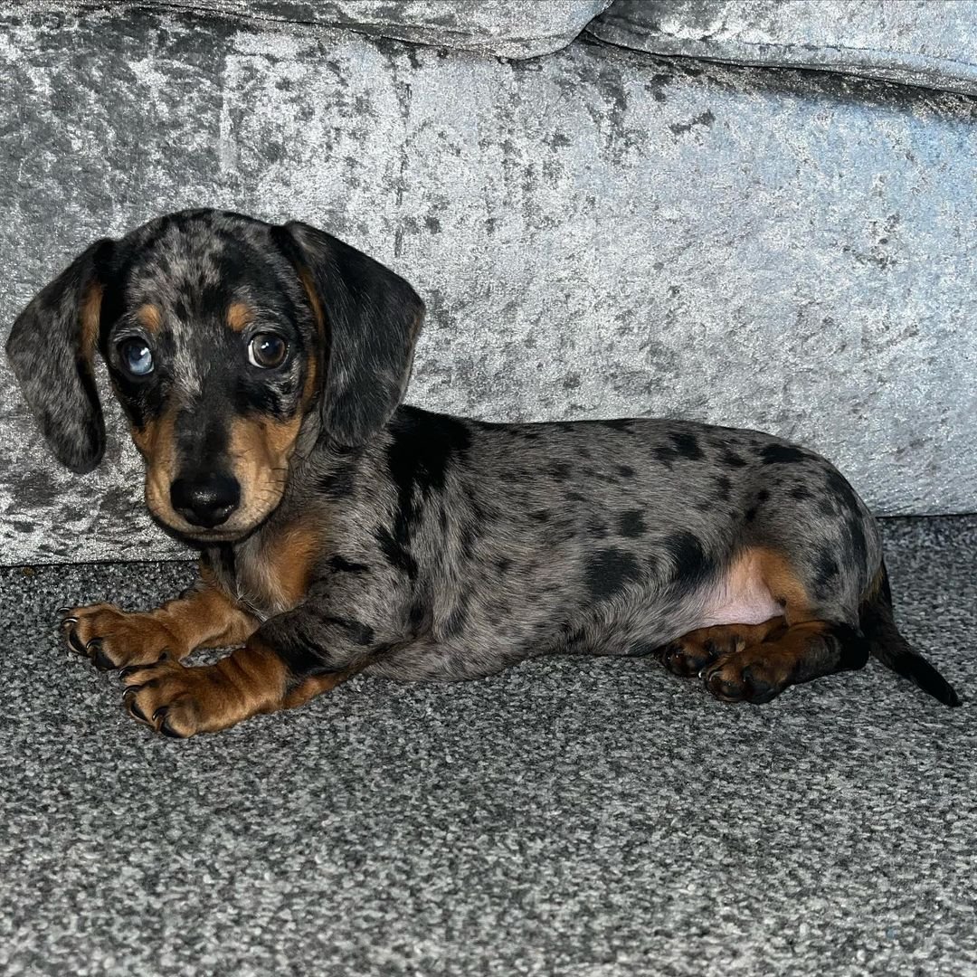 mini dachshund puppies for sale near me