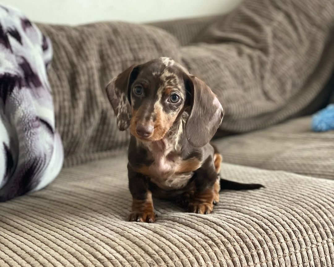 dachshund puppies for sale near me