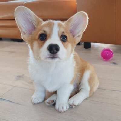 welsh corgi puppies for sale