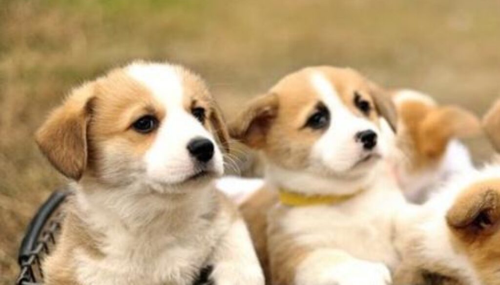 corgi puppies near me