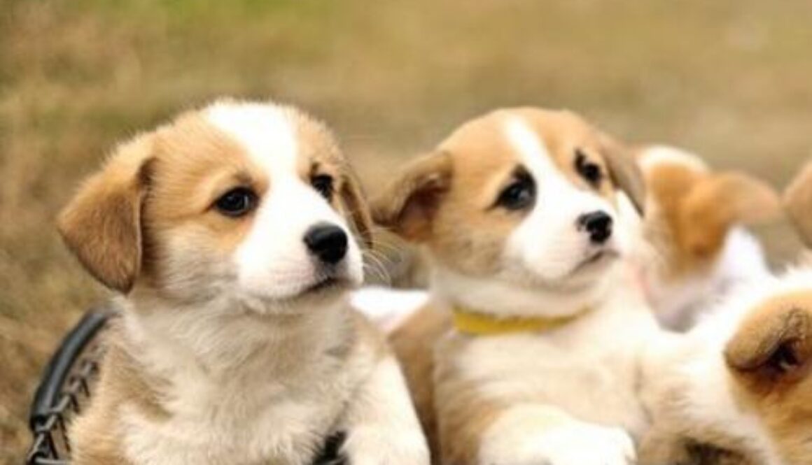 corgi puppies near me