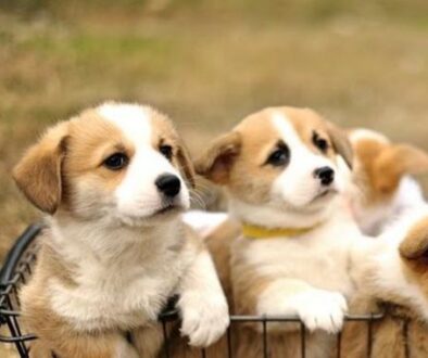 corgi puppies near me