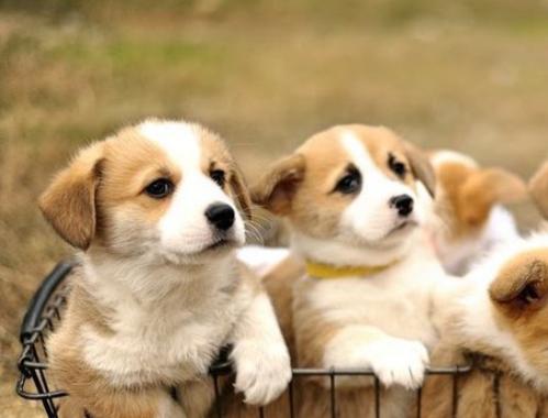 corgi puppies near me