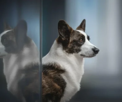 Finding Corgi Puppies For Sale Near me: A Step-by-Step Guide