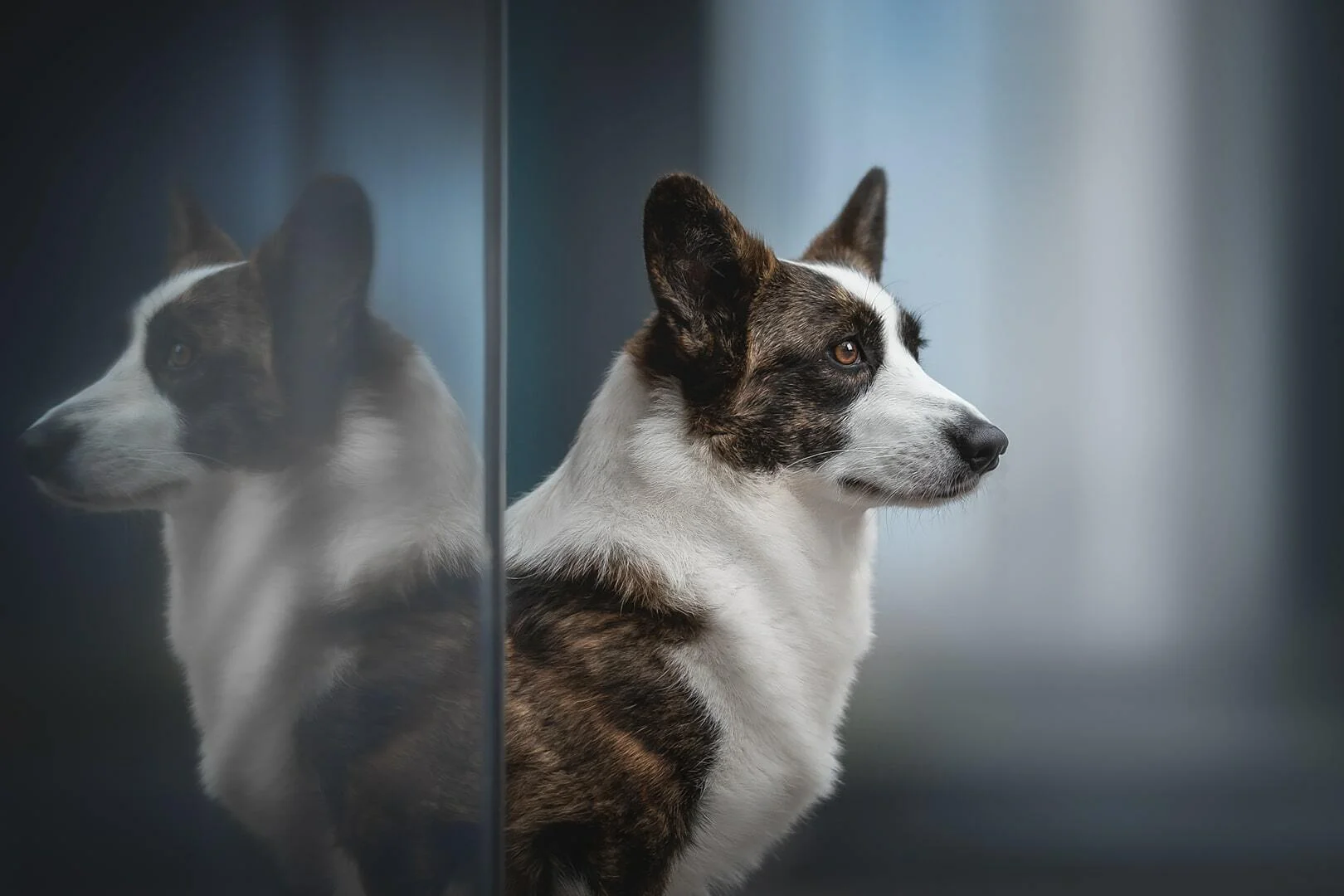 Finding Corgi Puppies For Sale Near me: A Step-by-Step Guide