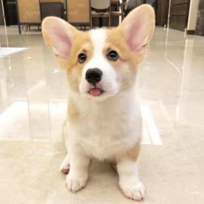 Corgi puppy for sale