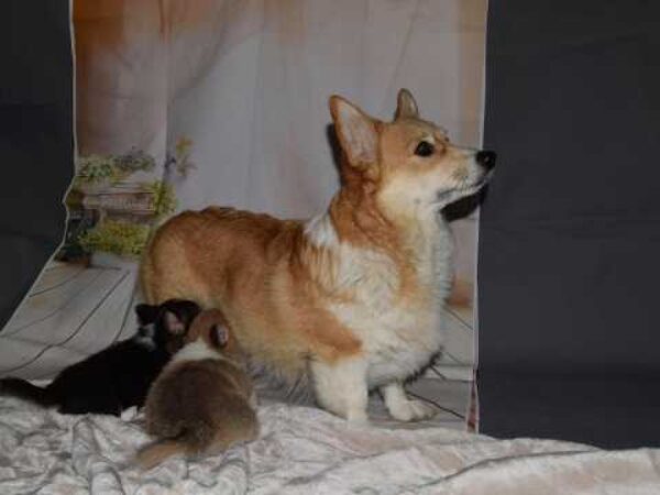 Breeders valley Litters (5)