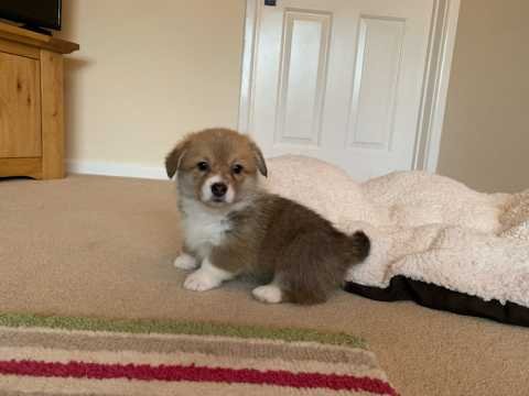 reputable Corgi breeder