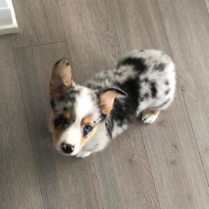 Blake — Corgi puppy at Breeders Valley