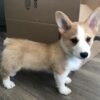 Kobi — tan-and-white male Corgi puppy at Breeders Valley