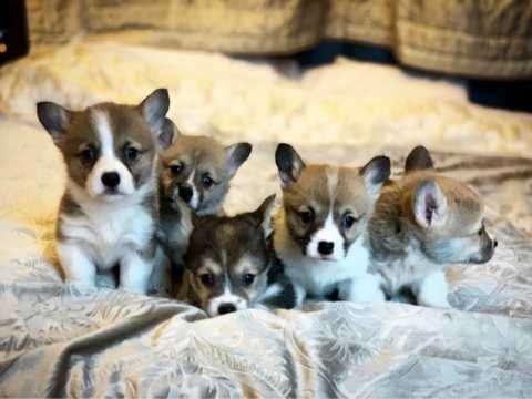 corgi puppy for sale
