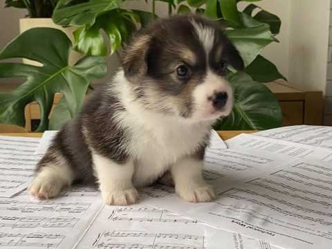 corgi puppies