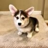 Betty — female Corgi puppy at Breeders Valley