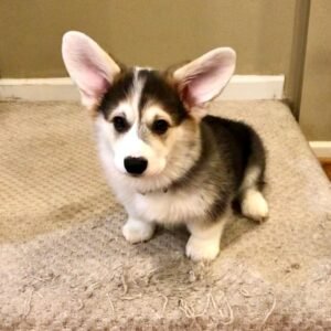 Betty — female Corgi puppy at Breeders Valley