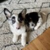 Briana — female Corgi puppy with blue eyes and a mottled coat