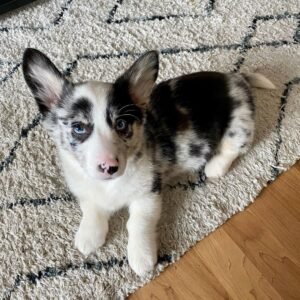 Briana — female Corgi puppy with blue eyes and a mottled coat