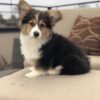Cooper — male Corgi puppy with a dark coat and white chest