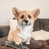 Finley — tan-and-white male Corgi puppy at Breeders Valley