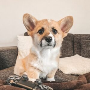 Finley — tan-and-white male Corgi puppy at Breeders Valley