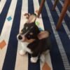 Frankie — male Corgi puppy at Breeders Valley