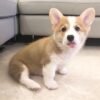 Gizmo — male Corgi puppy at Breeders Valley