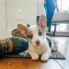Huxley — male Corgi puppy with blue eyes at Breeders Valley