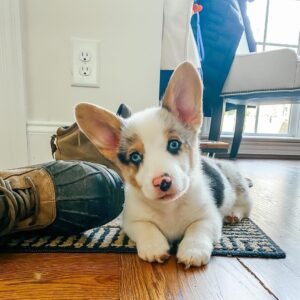 Huxley — male Corgi puppy with blue eyes at Breeders Valley