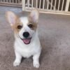 Lora — female Corgi puppy at Breeders Valley
