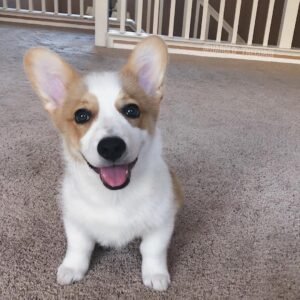 Lora — female Corgi puppy at Breeders Valley