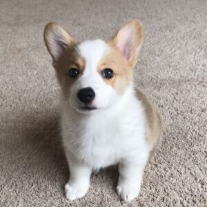 Lora — female Corgi puppy, additional front-facing photograph