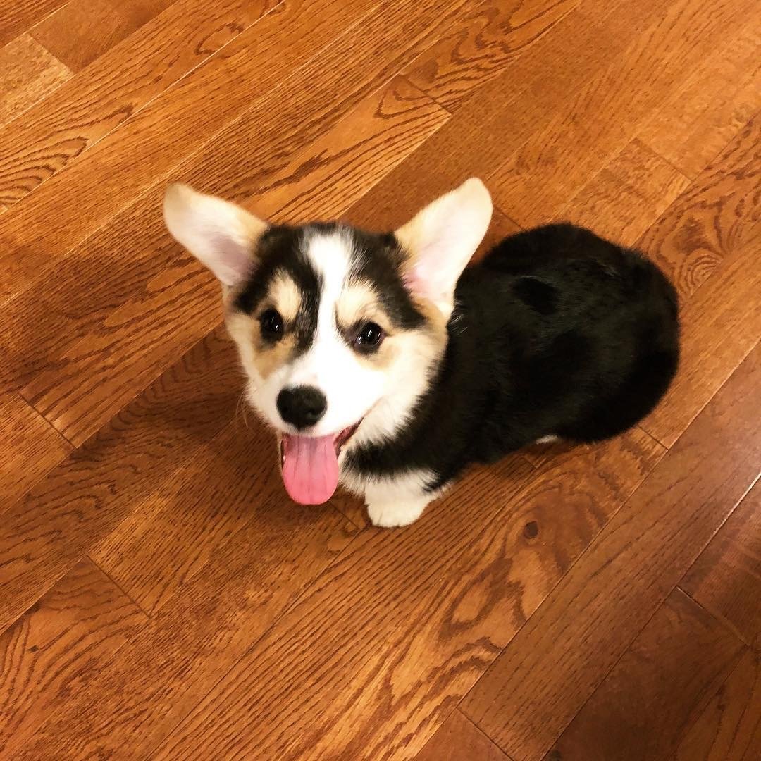 Maggi — female Corgi puppy at Breeders Valley