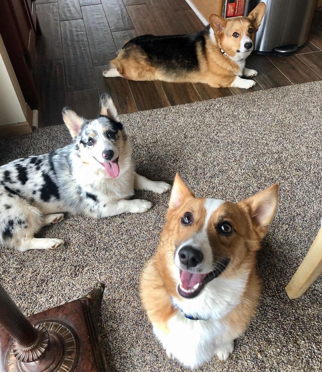 Two Corgis together on a carpet indoors