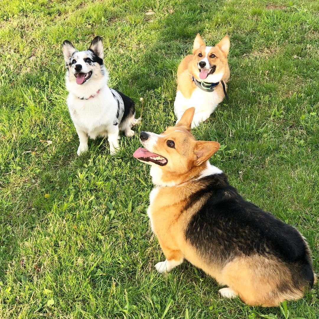 Three Corgis together outdoors on grass