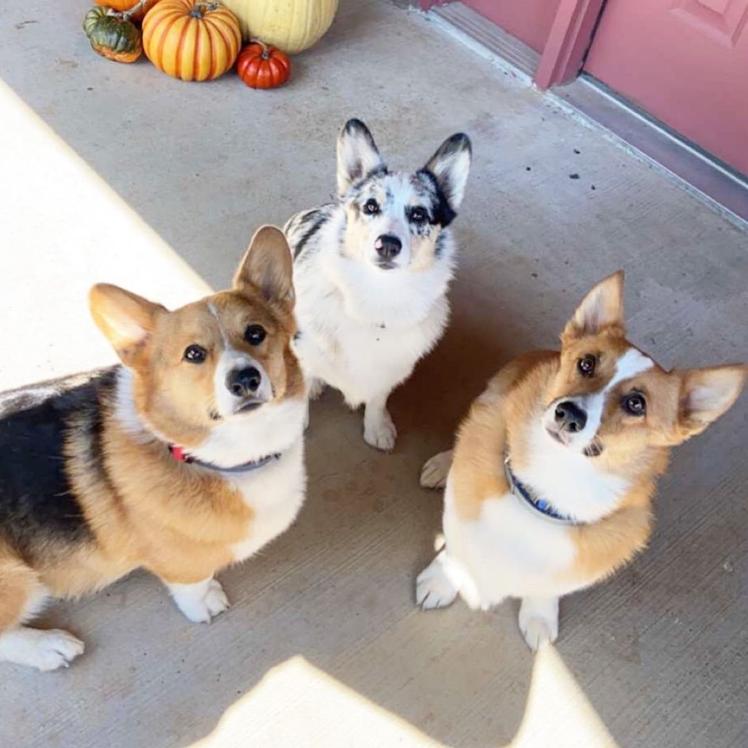 Three Corgis sitting together on a patio