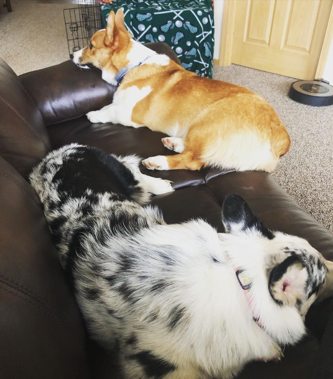 Two Corgis resting together on a sofa