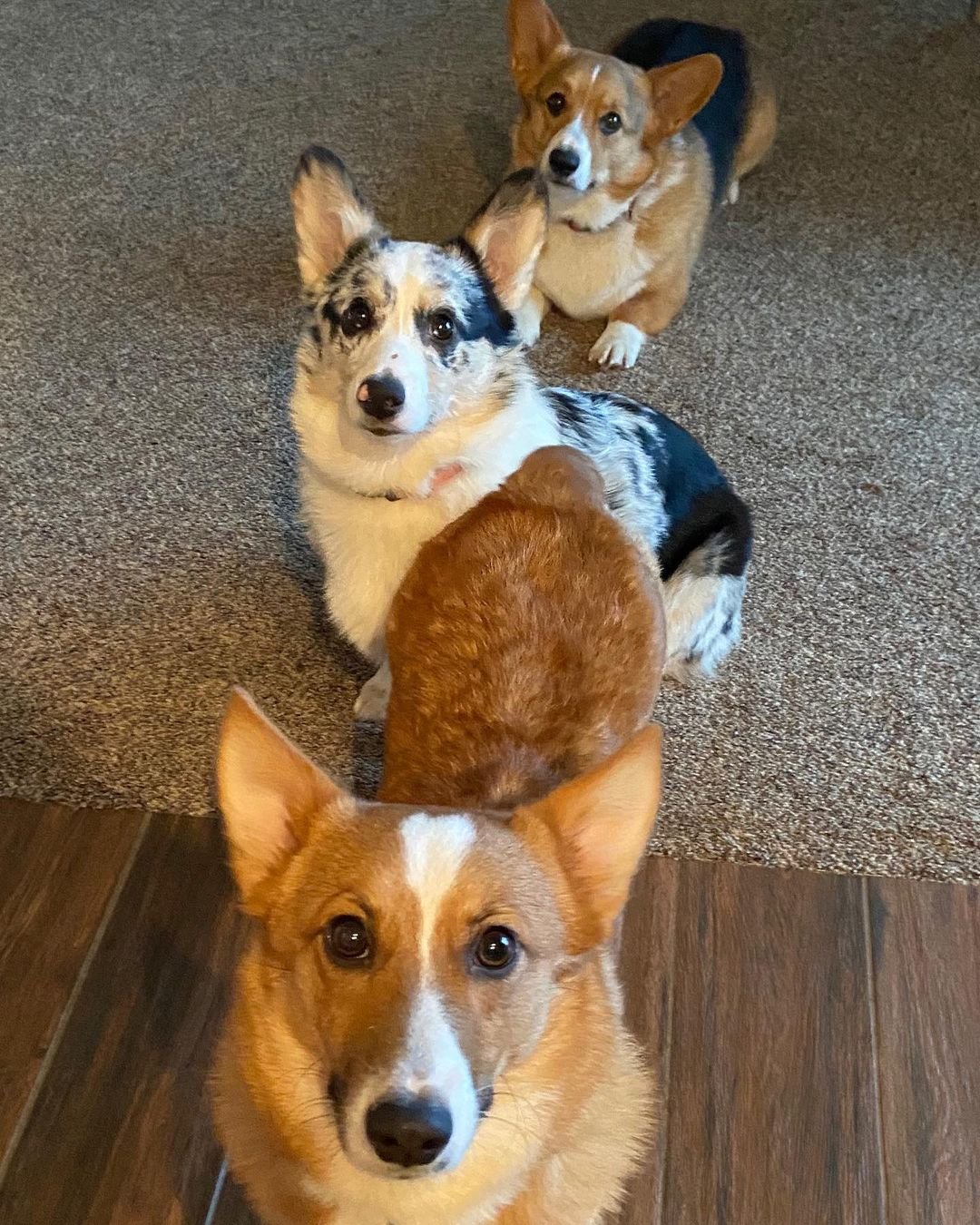 Corgis relaxing together indoors