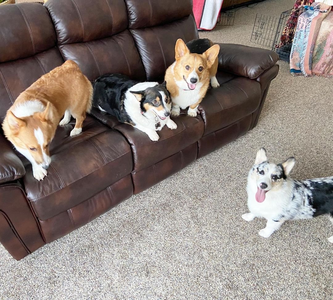 Several Corgis relaxing on a sofa and carpet