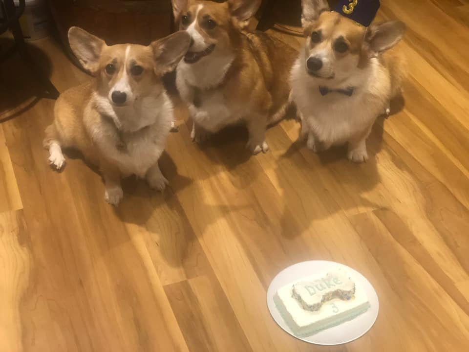 Three Corgis gathered around a food bowl indoors