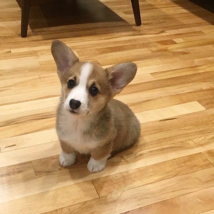 Nolla — female Corgi puppy at Breeders Valley