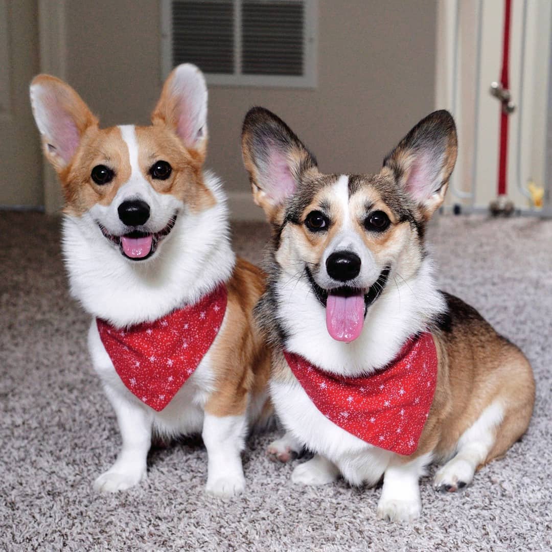 Two Corgis sitting together in red patterned bandanas