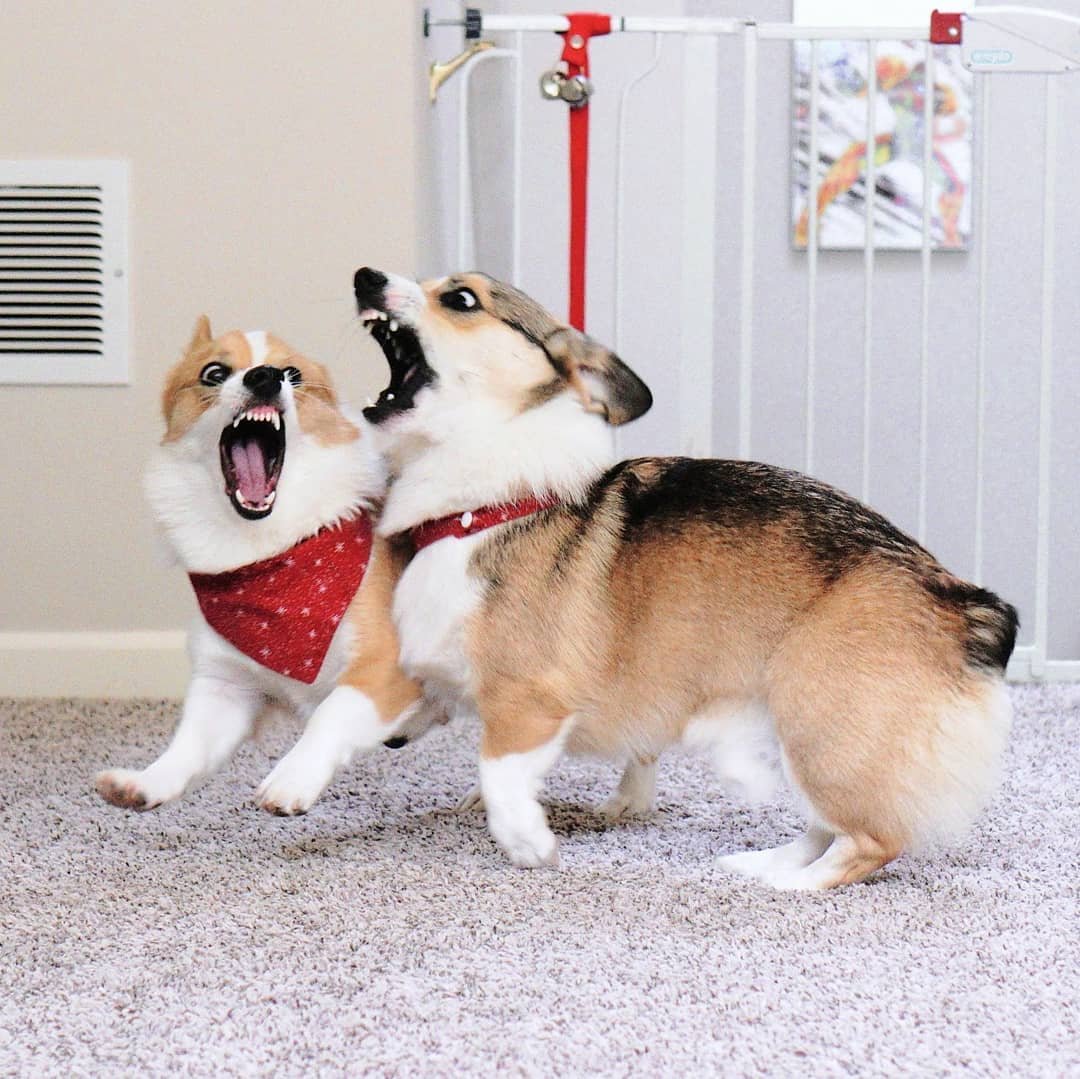 Two Corgis facing one another playfully indoors