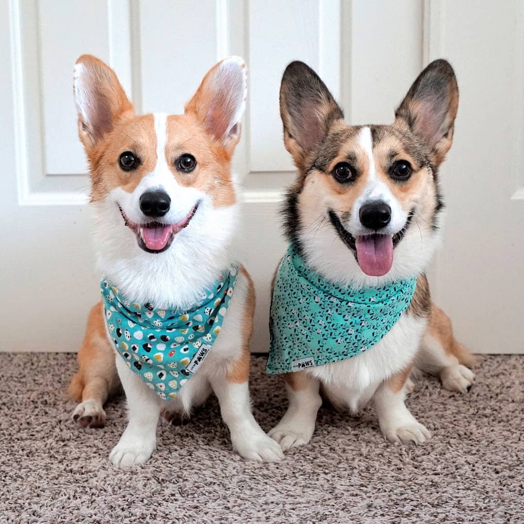 Two Corgis wearing teal patterned bandanas