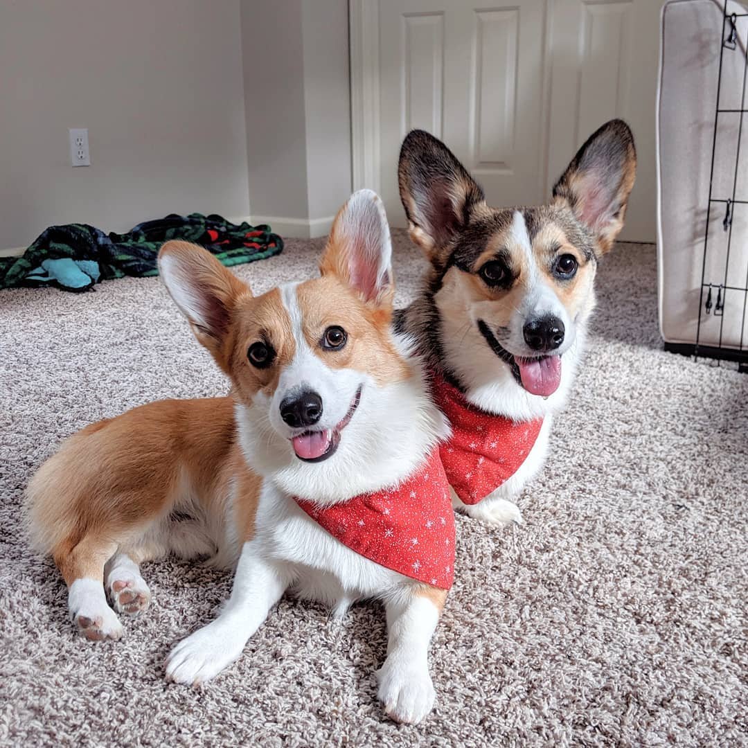 Two Corgis sitting close together indoors