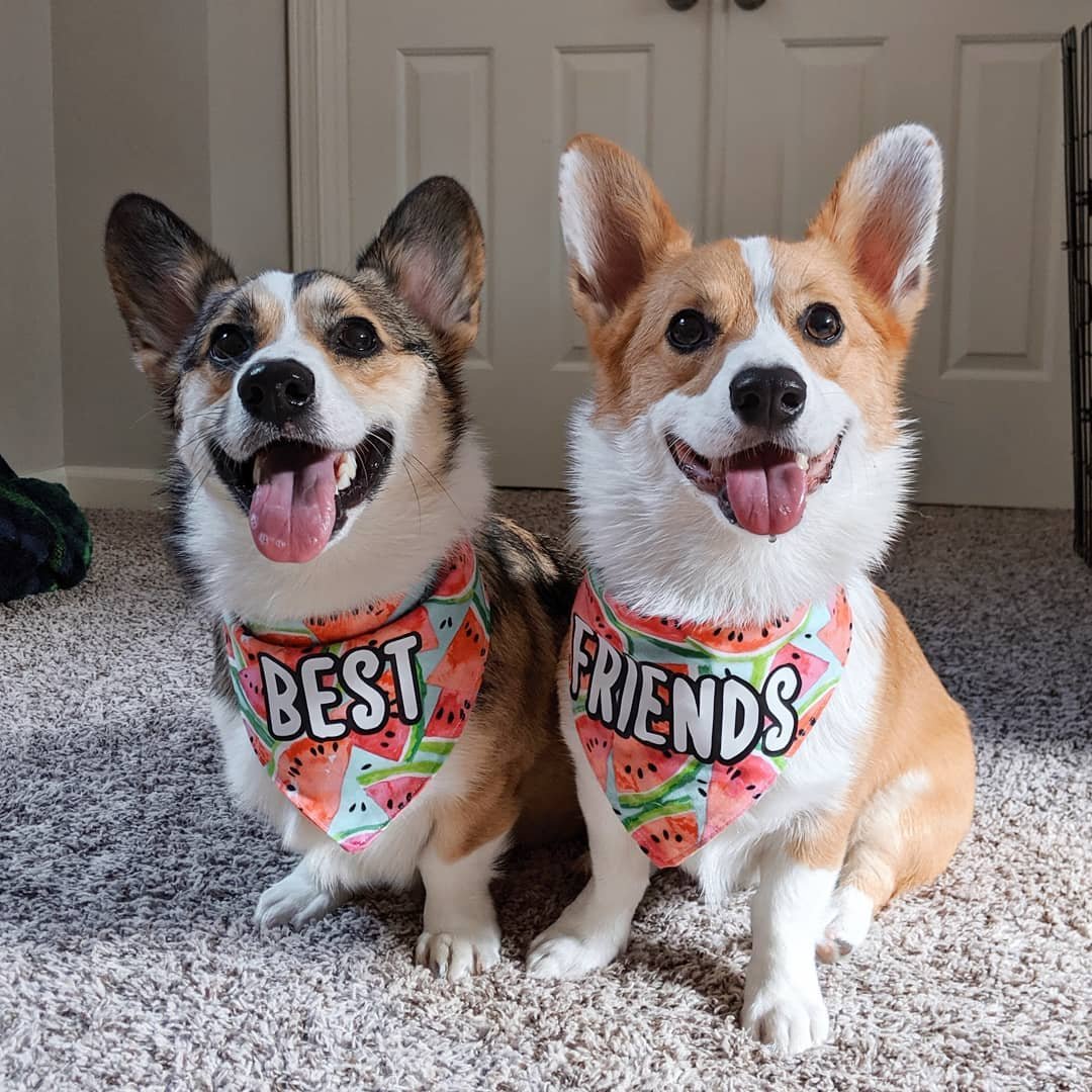 Two Corgis wearing Best Friends bandanas