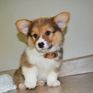 Queensly — tan-and-white female Corgi puppy at Breeders Valley